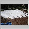 DSC01234.gif