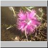DSC01805.gif